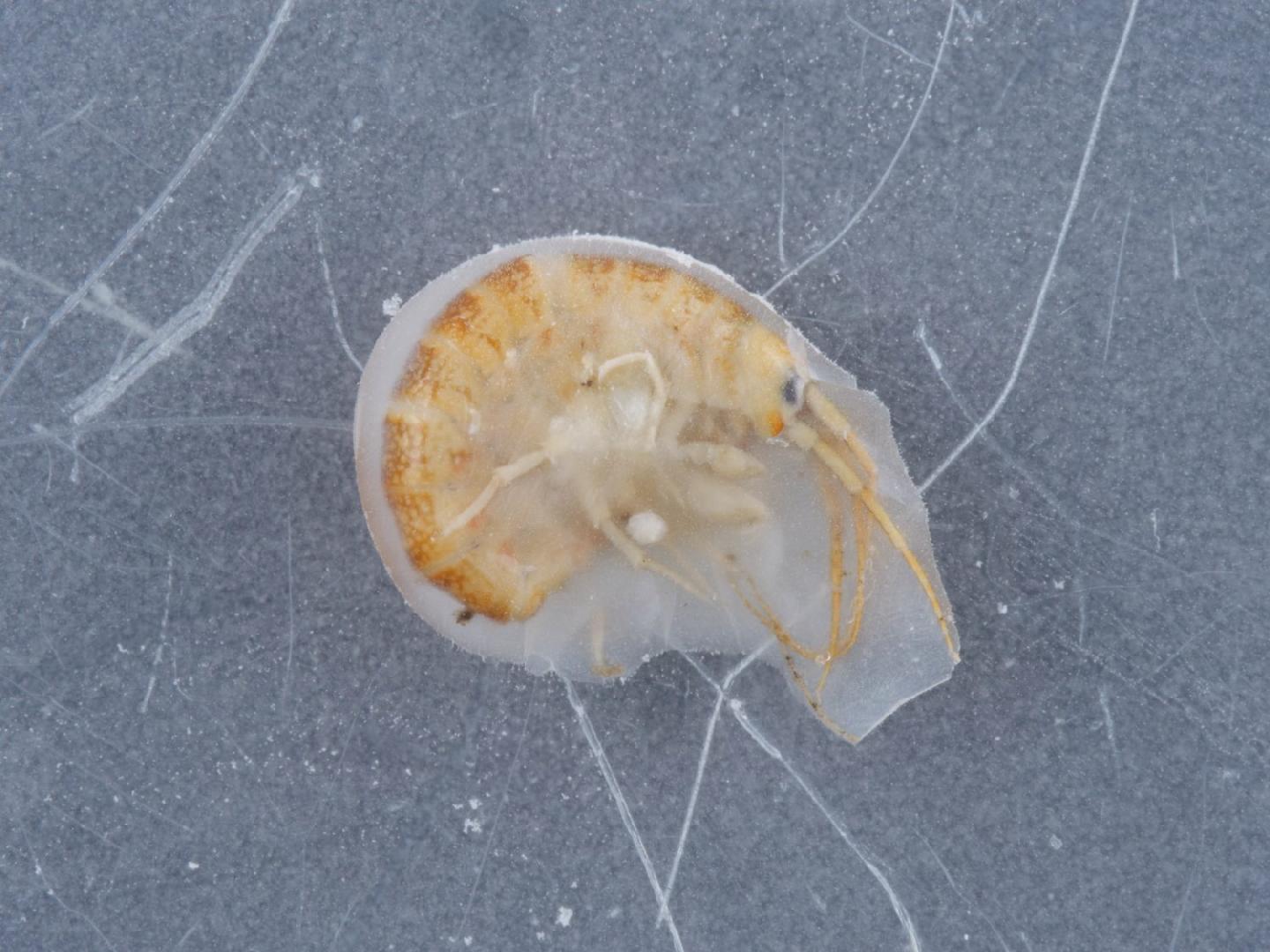 Dikerogammarus haemobaphes thumbnail