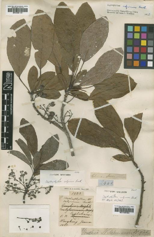 Daphniphyllum calycinum Benth. - BM000951592