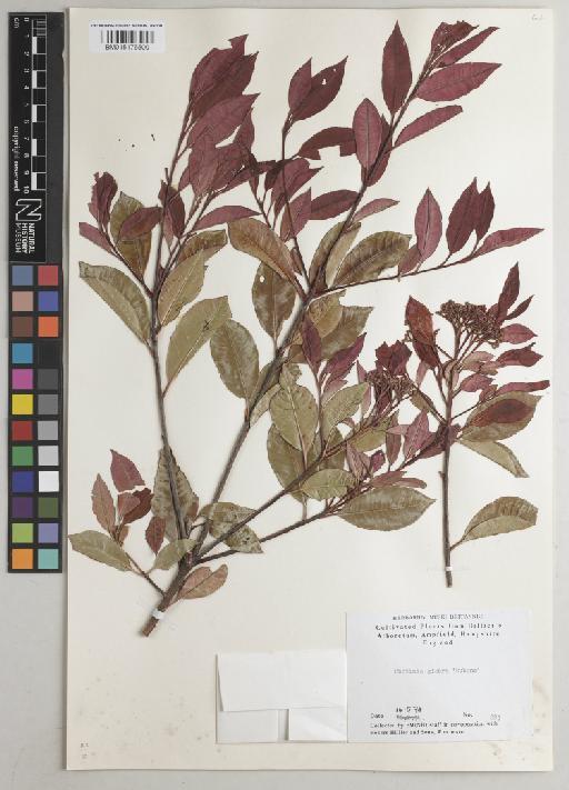 Photinia glabra 'Rubens' - BM015176500