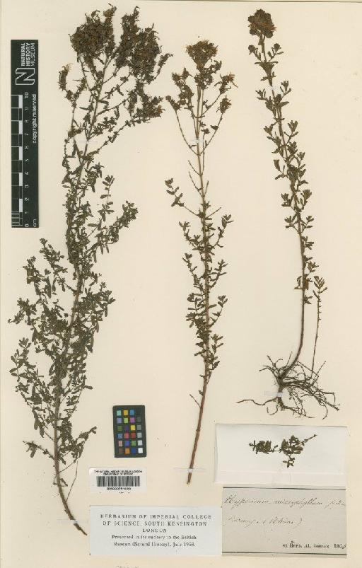 Hypericum perforatum subsp. veronense (Schrank) H.Lindb. - BM000751690