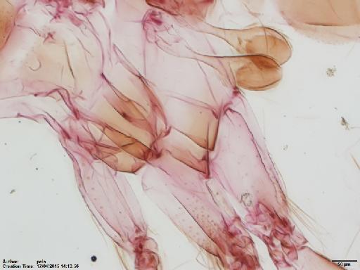 Lutzomyia (Micropygomyia) cayennensis hispaniolae Fairchild & Trapido, 1950 - Lutzomyia_c_hispaniolae-BMNH(E)1722029_PT-female_lower_thorax-10x.tif