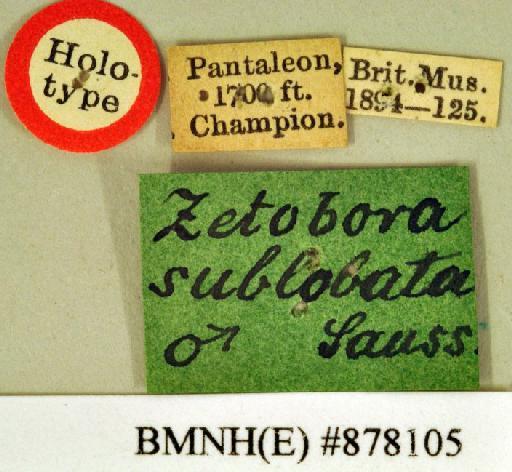 Zetobora sublobata Saussure & Zehntner, 1893 - Zetobora sublobata Saussure & Zehntner, 1893, male, holotype, labels. Photographer: Heidi Hopkins. BMNH(E)#878105