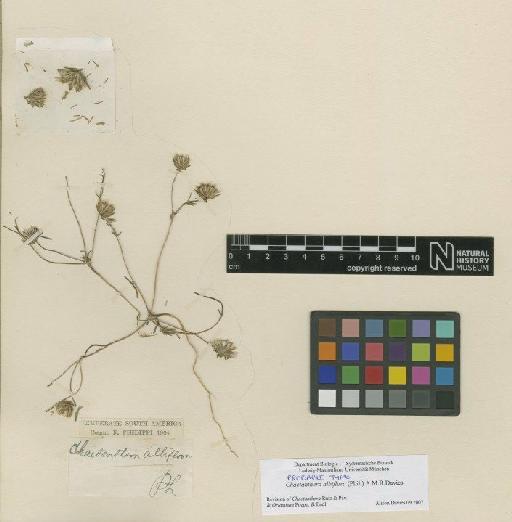 Chaetanthera albiflora (Philippi) A.M.R.Davies - BM000604808