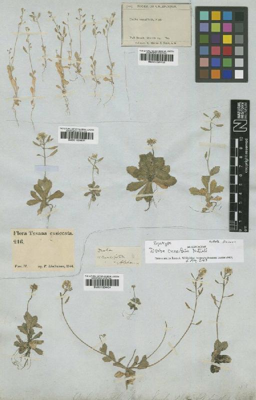 Draba cuneifolia Nutt - BM001024434