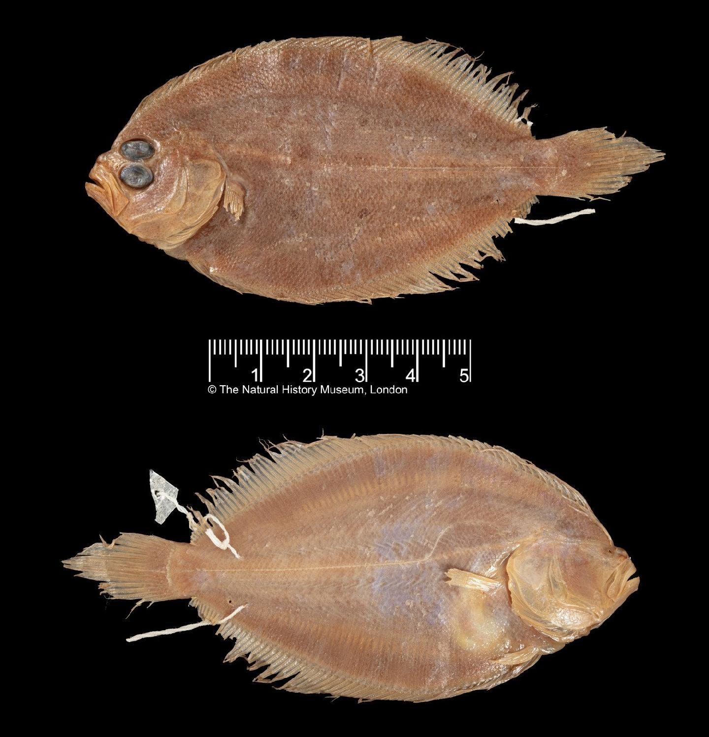 Pseudorhombus micrognathus