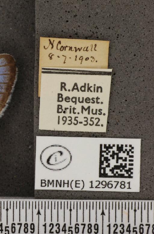 Maculinea arion eutyphron (Fruhstorfer, 1915) - BMNHE_1296781_label_134108