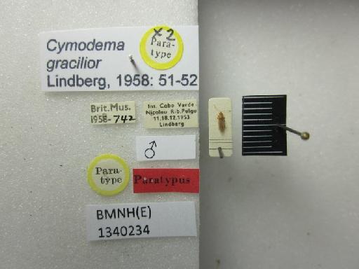 Cymodema gracilior Lindberg, Håk., 1958 - Cymodema gracilior-BMNH(E)1340234-Paratype male dorsal & labels