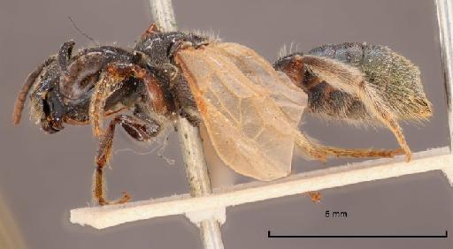 Ceratina capitosa Smith, F., 1879 - Ceratina capitosa type 17b.325 habitus lateral left