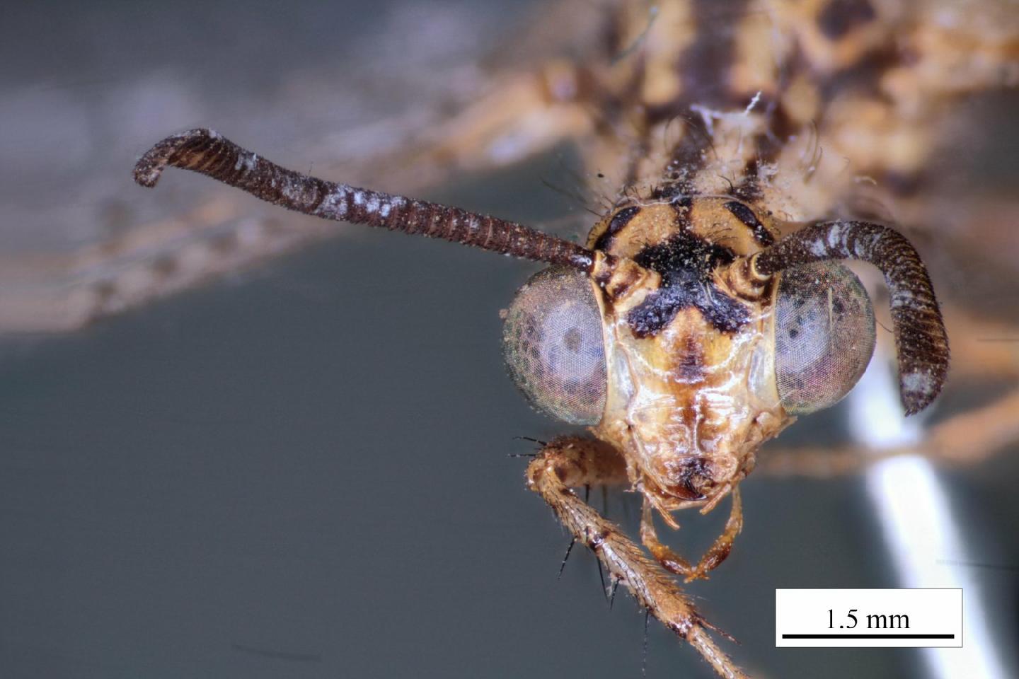 Cueta dissimulata