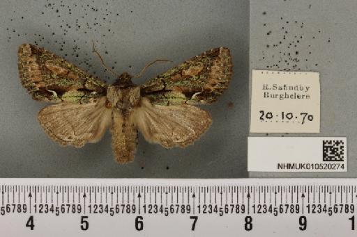 Allophyes oxyacanthae (Linnaeus, 1758) - NHMUK_010520274_573796