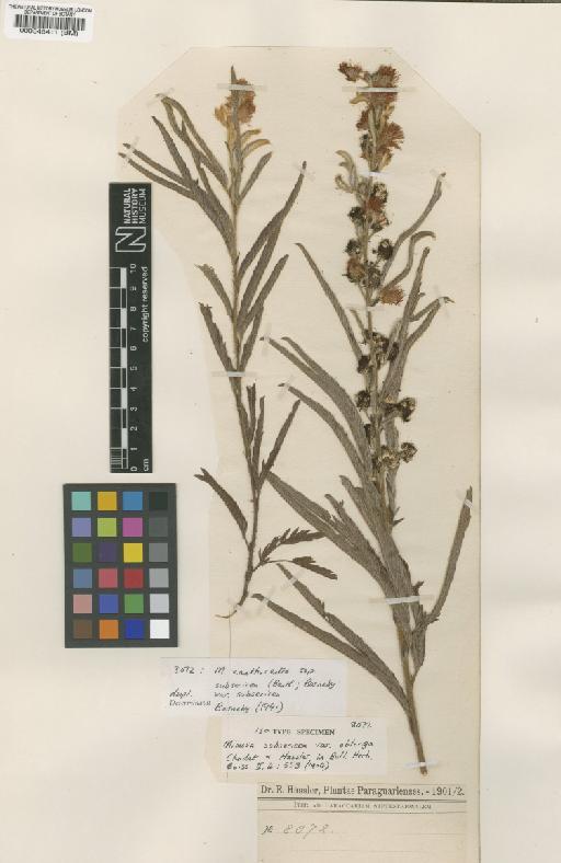 Mimosa xanthocentra subsp. subsericea (Benth.) Barneby - BM000545411