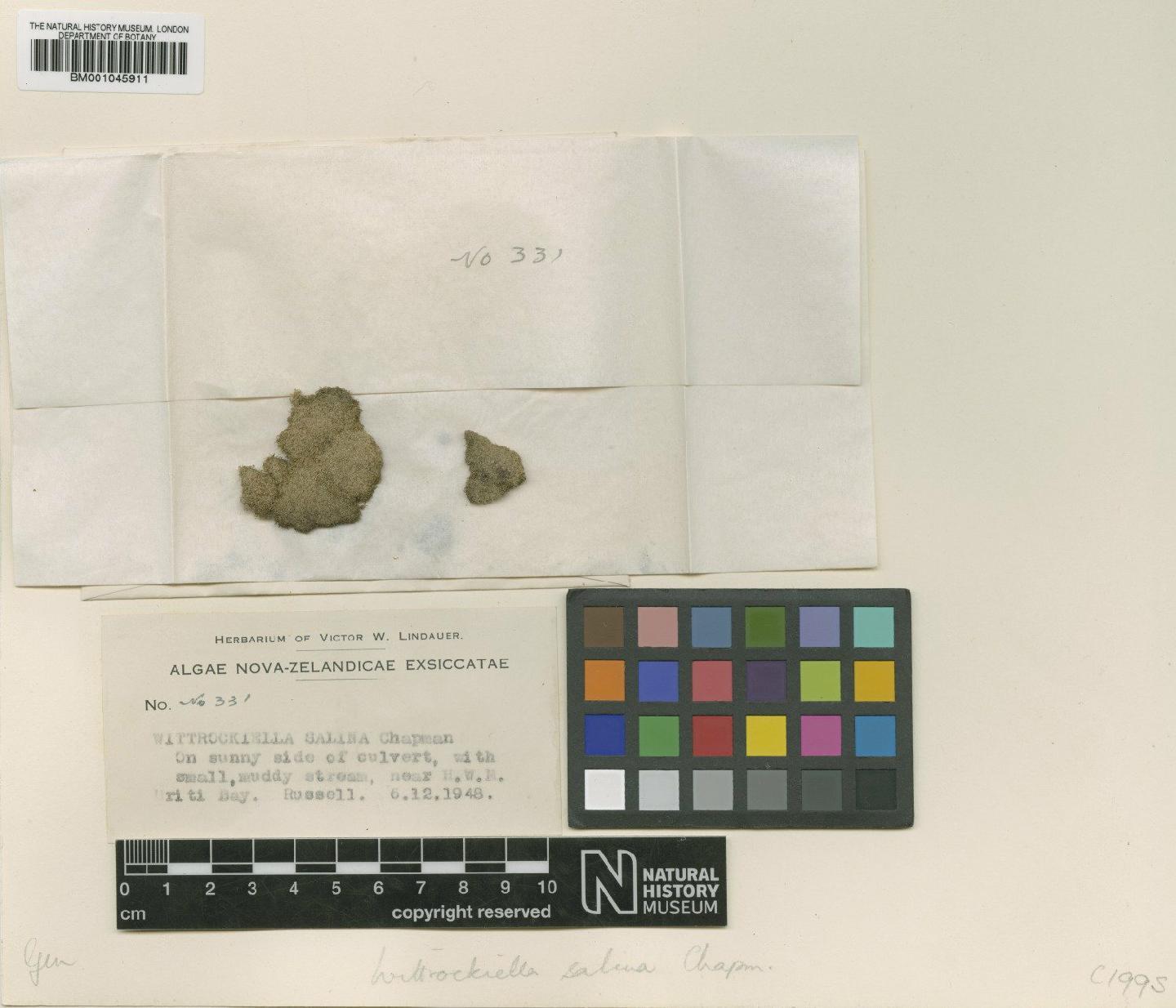 To NHMUK collection (Wittrockiella salina V.J.Chapm.; Neotype; NHMUK:ecatalogue:1141602)