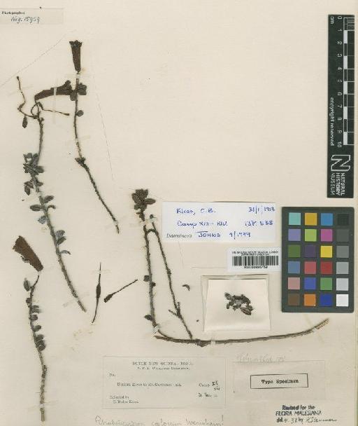 Rhododendron coelorum Wernham - BM000996759