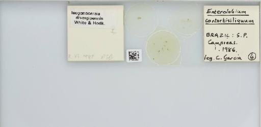 Isogonoceraia divergipennis White & Hodkinson, 1980 - 013482962_117198_1146273_157792_NonType_result