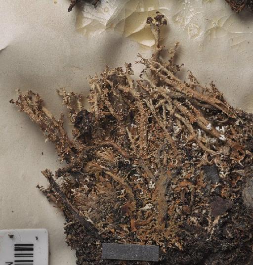 Cladonia multipartita (Müll.Arg.) Ahti - BM001096988_a