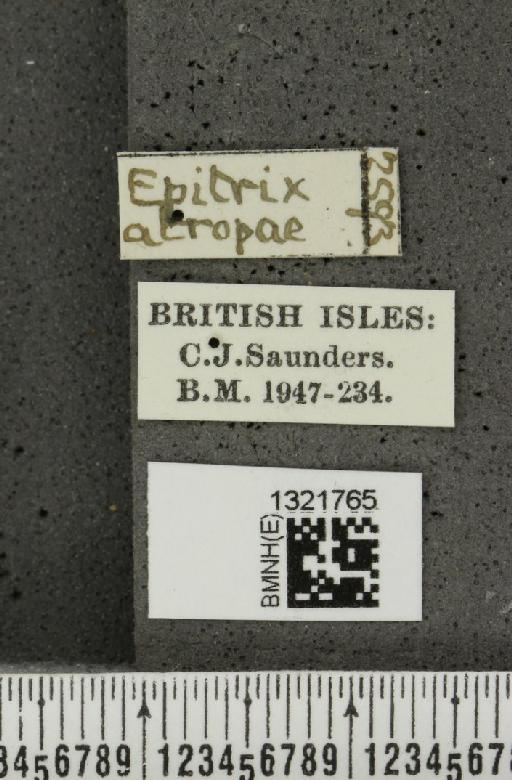 Epitrix atropae Foudras, 1861 - BMNHE_1321765_label_11763