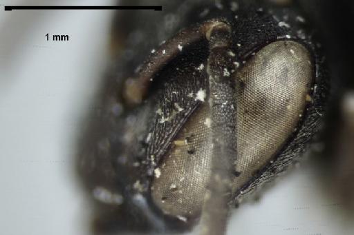 Scaptotrigona tubiba (Smith, F., 1863) - Trigona_tubiba-BMNH(E)970285-parocular_area-6,3x