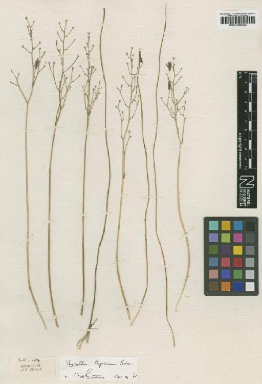 Thysanotus thyrsoideus Baker - BM000990620