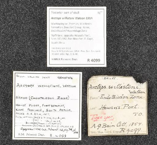 Arctops willistoni Watson, 1914 - NHMUK PV R 4099 - labels