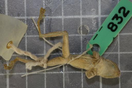 Rhacophorus turpes - Image of specimen 1974.828-832\1974.832