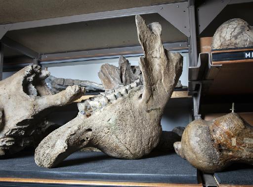 Megatherium americanum Cuvier, 1796 - OR 19953 Megatherium jaw for Images of Nature