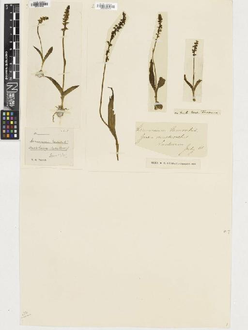 Herminium monorchis (L.) R.Br. - BM001080541