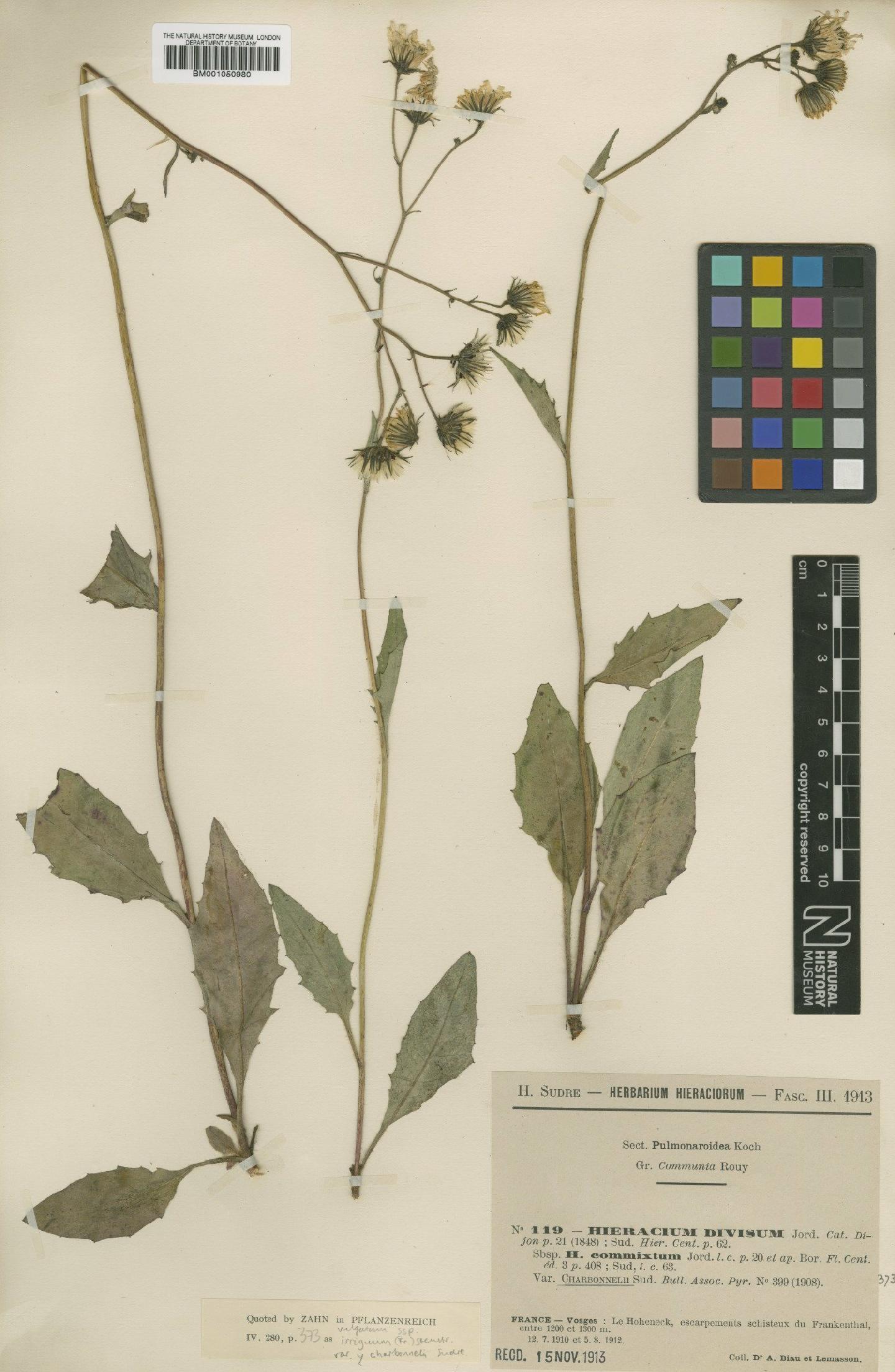 To NHMUK collection (Hieracium vulgatum subsp. irriguum (Fr.) Stenstr.; TYPE; NHMUK:ecatalogue:2414055)