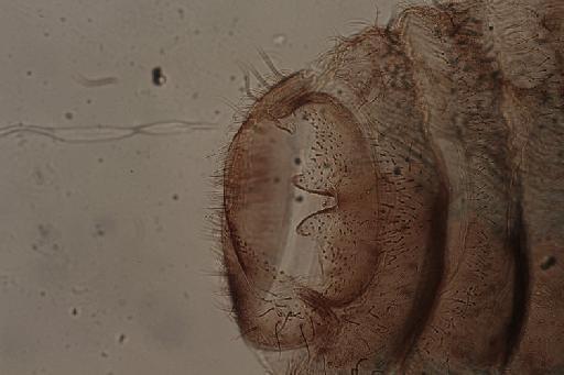 Simulium (Nevermannia) ruficorne Macquart, 1838 - 010195853_Simulium_Nevermannia_ruficorne_female genitalia