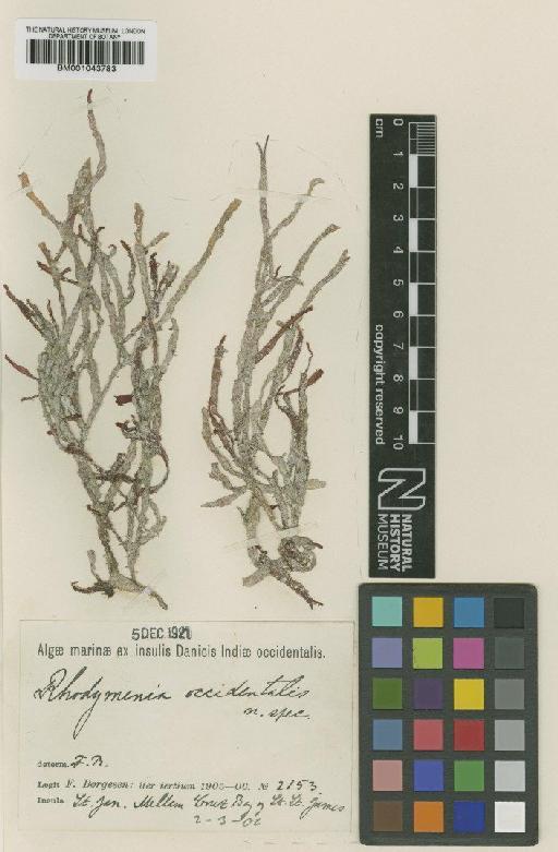 Rhodymenia occidentalis Børgesen - BM001043783