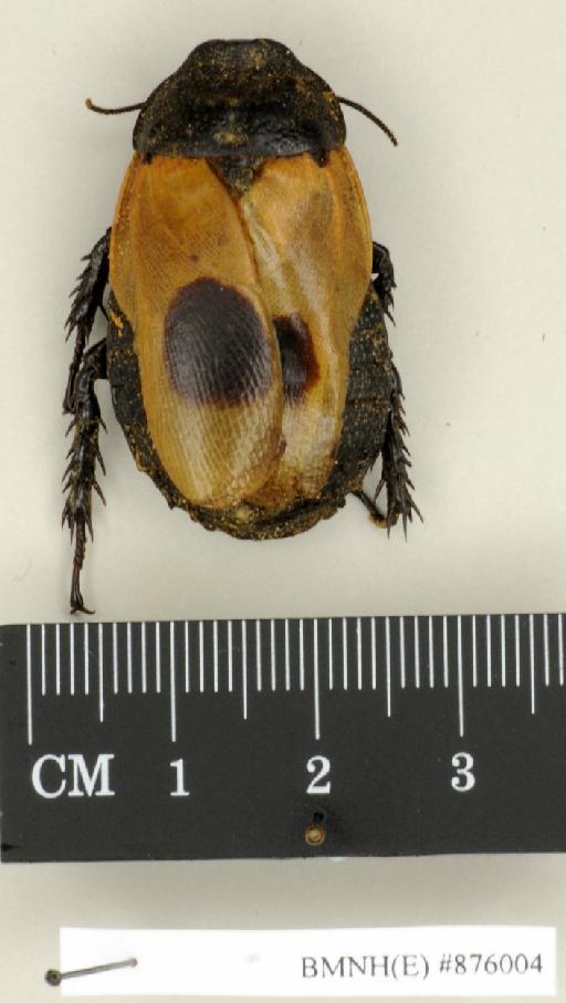 Panesthia flavipennis Wood-Mason, 1876 - Panesthia flavipennis Wood-Mason, 1876, female, non type, dorsal. Photographer: Edward Baker. BMNH(E)#876004