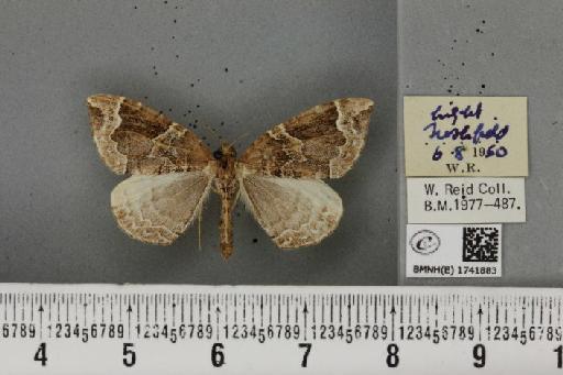 Eulithis prunata (Linnaeus, 1758) - BMNHE_1741883_320622