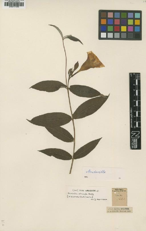 Mandevilla bracteata (Kunth) Kuntze - BM001010495