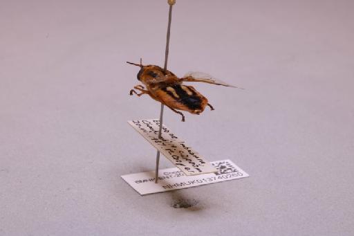 Odontomyia Meigen, 1803 - 013740260_additional_2