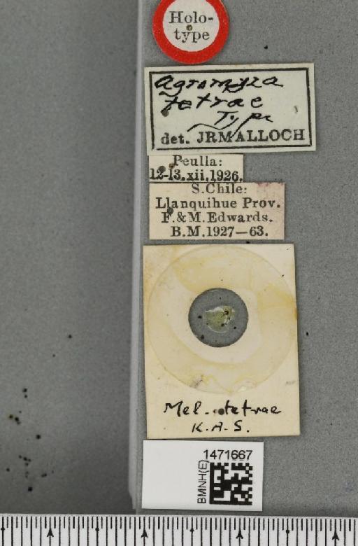 Melanagromyza tetrae Malloch, 1934 - BMNHE_1471667_label_46663