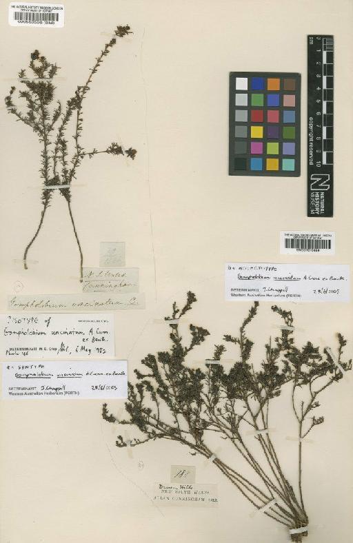 Gompholobium uncinatum A.Cunn. ex Benth. - BM000550566