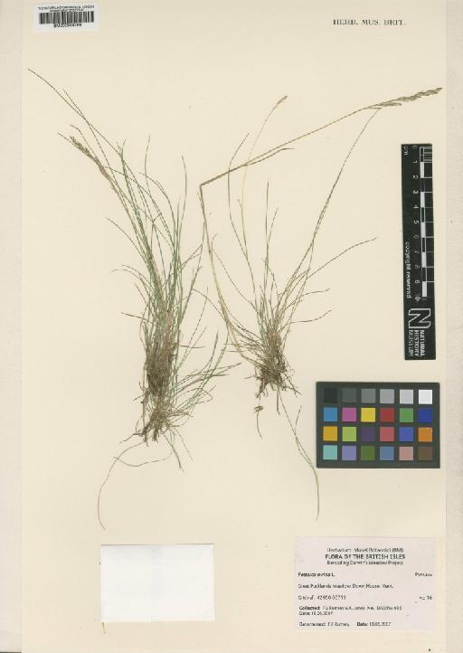 Festuca ovina L. - BM000954769