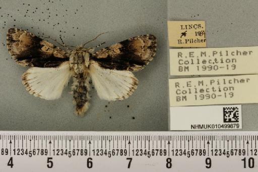 Acronicta alni (Linnaeus, 1767) - NHMUK_010499879_557771