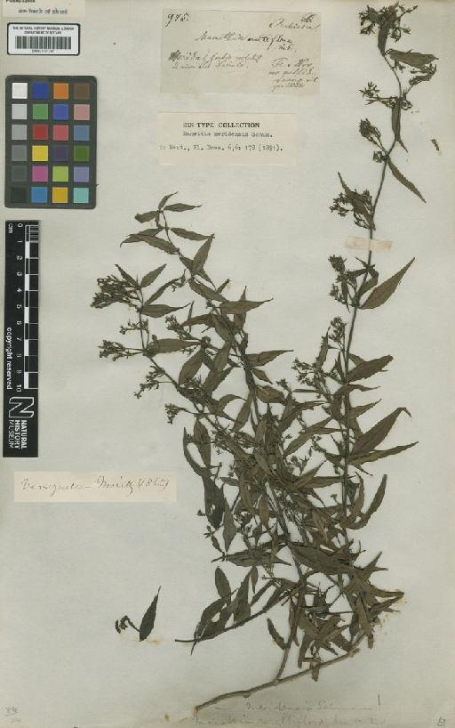 Manettia meridensis K.Schum. - BM001191247