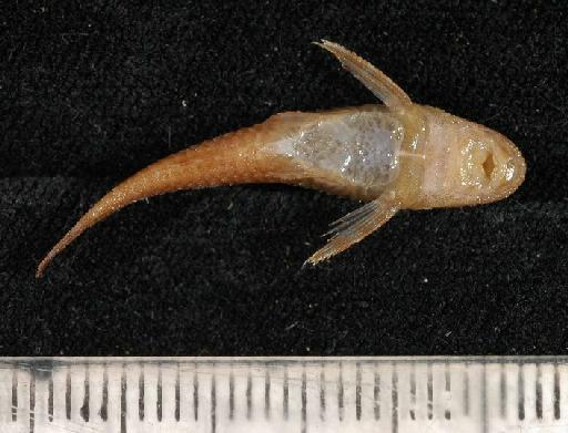 Otocinclus nigricauda Boulenger, 1891 - 1891.3.16.53-62g; Otocinclus nigricauda; ventral view; ACSI Project image