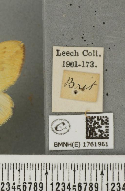 Gandaritis pyraliata (Denis & Schiffermüller, 1775) - BMNHE_1761961_label_345520