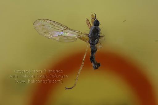 Hoplopeza levicosta (White) - Hoplopeza levicosta STM dorsal