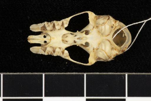 Rhinolophus tragatus Hodgson, 1835 - 1843_1_12_135-Rhinolophus_tragatus-Lectotype-Skull-occlusal