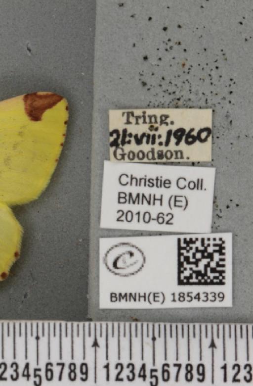 Opisthograptis luteolata (Linnaeus, 1758) - BMNHE_1854339_label_428274