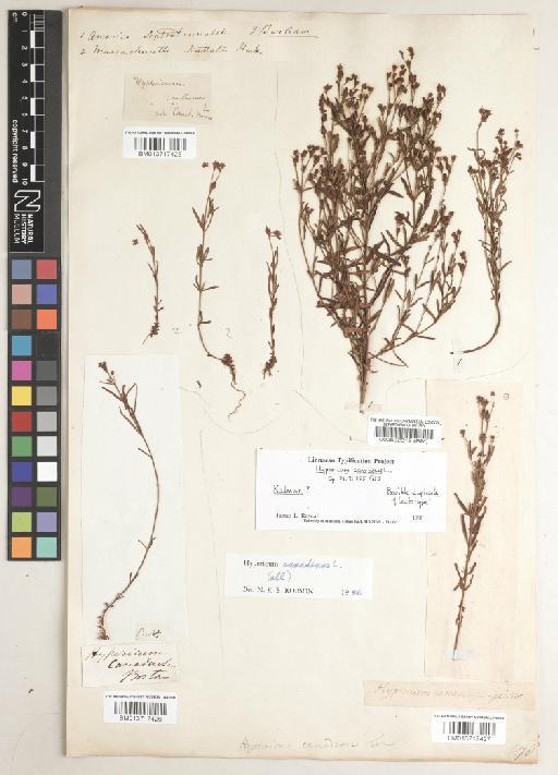 Hypericum canadense L. - BM013717427