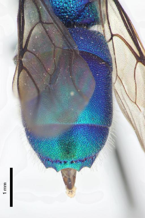 Chrysis foochowia Linsenmaier, 1968 - Chrysis_foochowia-BMNH(E)#970884_type-distal-2_5X