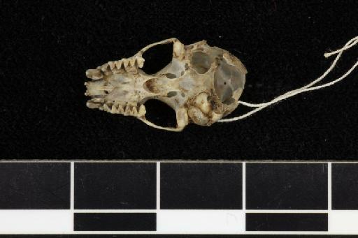 Hipposideros templetonii Kelaart, 1850 - 1852_1_24_4-Hipposideros_templetonii-Syntype-Skull-occlusal