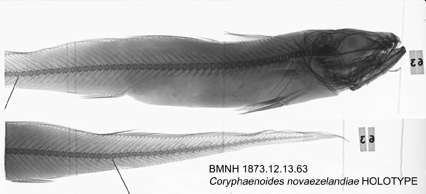 To NHMUK collection (Coryphaenoides novaezelandiae Hector, 1871; HOLOTYPE; NHMUK:ecatalogue:3105545)