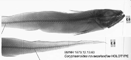 Coryphaenoides novaezelandiae Hector, 1871 - BMNH 1873.12.13.63 - Coryphaenoides novaezelandiae HOLOTYPE Radiograph