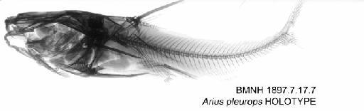 Arius pleurops Boulenger, 1897 - BMNH 1897.7.17.7 - Arius pleurops HOLOTYPE Radiograph