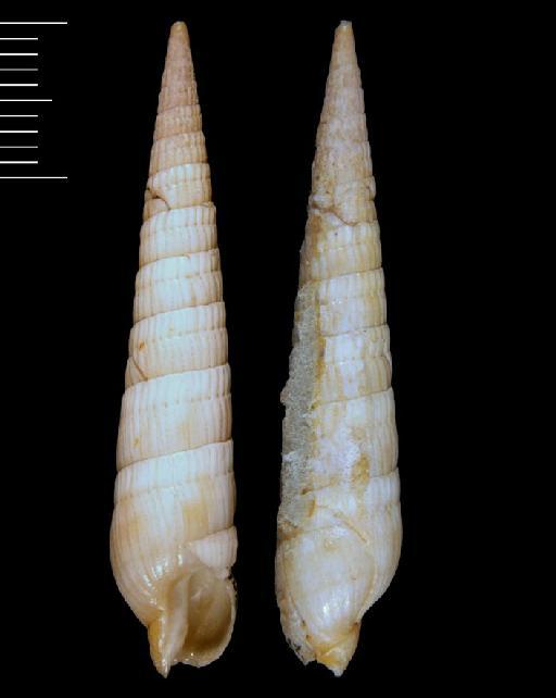 Terebra affinis Gray, 1834 - 1874.11.10.17/1